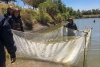 Fomentan crianza de carpa y tilapia en presa de Villa Victoria