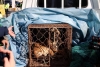 Unas por otras: Corea del Sur deja la carne de perro, pero animales rescatados podrían ser sacrificados