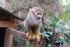 Incrementa afluencia de personas en el zoológico de Zacango durante los últimos fines de semana