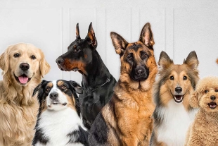 Durante un año, los peludos participantes recibirán semanalmente rapamicina o placebo, sin que los dueños ni veterinarios lo sepan