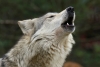 Zoo de Aragón, en CDMX, tendrá un centro de reproducción de lobo mexicano
