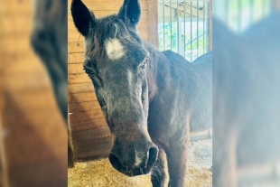 Al respecto, la dueña de “Mokie”, Arica Dzama, expresó que si bien no alcanzó a recibir físicamente el título, fue todo un orgullo ser homenajeado por parte de Guinness.