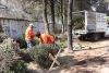 Inicia en Toluca campaña de acopio de árboles naturales de navidad