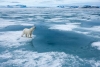 Primer día sin hielo en el Ártico ya tiene fecha; podría ocurrir en 2027