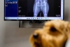 X Caliber: En Corea del Sur, recurren a la ia para diagnosticar mascotas