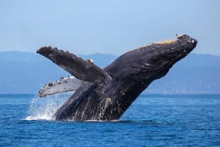 Ambas iniciativas pondrían en peligro la vida de las ballenas