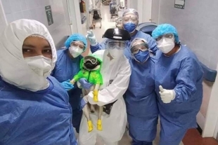 Harley, el perro que combate al coronavirus en la CDMX