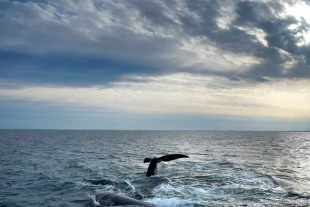 El Tratado de Alta Mar fija un marco común para el acceso y la utilización de los recursos genéticos marinos