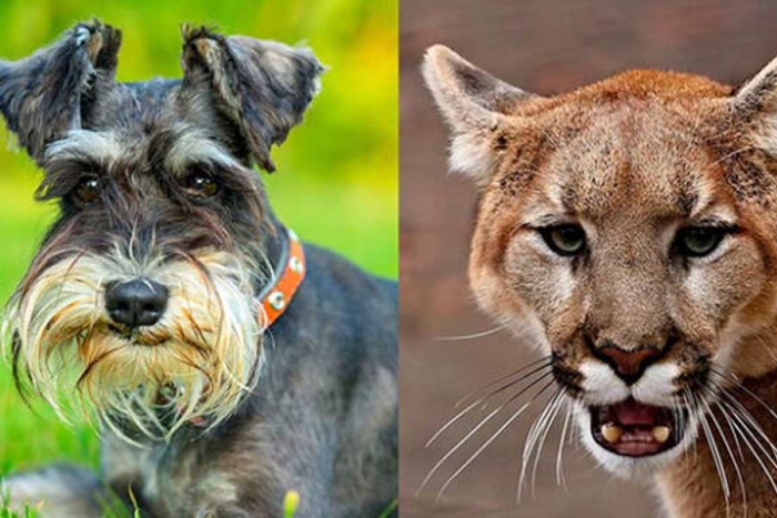 Durante varios segundos, la perrita se mantiene en alerta