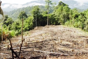 Linares subrayó que la deforestación y degradación de los ecosistemas han provocado la pérdida masiva de vegetación