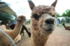 ¡Una especie más! Alpacas dan positivo a gripe aviar por primera ocasión