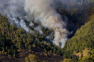 La Conafor detalló que 400 de los incendios fueron provocados de manera intencional