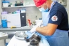 “Kosmos” y “Nyusha”, las mascotas que sobrevivieron a la guerra en ucrania sin su dueña