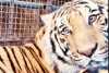 Rescatan dos tigres de bengala y leona africana en Sonora