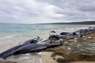 El experto advirtió que en lo que va del presente año, tan sólo se han registrado 69 nacimientos de ballena gris 