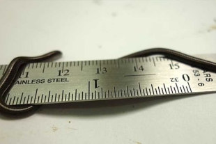 Serpiente hilo de Barbados (Tetracheilostoma carlae), catalogada como la más pequeña del mundo