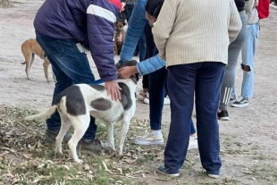 La Ciudad de México modificó su Ley de Protección y Bienestar de los Animales para reconocer a los animales comunitarios