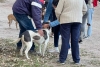 ¡Buenas nuevas! CDMX reconoce a animales comunitarios y ya no podrán ser capturados