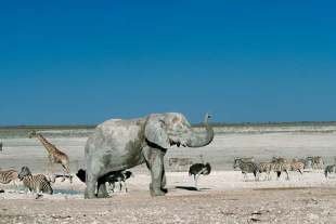 Un mapa del sodio en África muestra que allí donde hay mayor disponibilidad es donde prosperan los grandes herbívoros