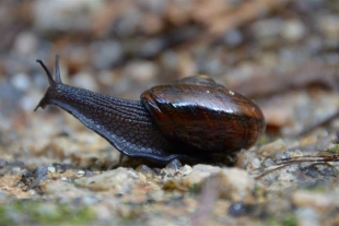 Los caracoles terrestres de Nueva Zelanda se encuentran en grave peligro de extinción