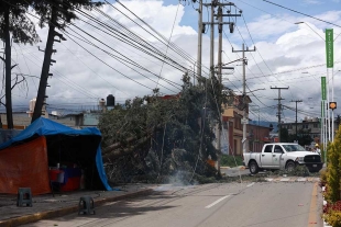 Tras el incidente, Protección Civil inició un monitoreo de áreas con árboles de gran tamaño