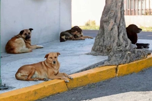 La legisladora destacó la importancia de que cada municipio cuente con una Unidad de Control y Bienestar Animal