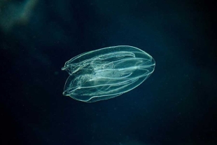 Este descubrimiento fue posible gracias a la exploración de los genomas de muchas de las ramas más antiguas del árbol genealógico de los animales