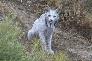 Respecto a su coloración blanca, los mismos especialistas no determinaron la causa exacta