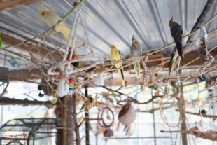 Con esta medida, la institución buscará no sólo combatir el tráfico ilegal de caninos, mininos e incluso especies exóticas