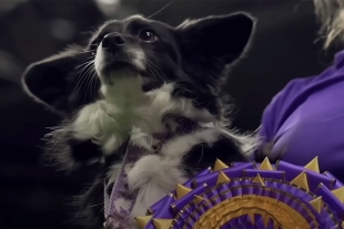 De acuerdo con la dueña, Carla Sánchez, su mascota es una cruza entre Border Collie y Pastor Australiano, y para esta competencia trabajó incansablemente.