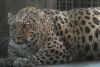 Gordito, pero no bonito; Zoológico chino pondrá a dieta a leopardo con kilos de más