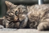 ¡Alerta! Hongo brasileño amenaza la vida de los gatos y sus propietarios