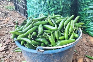 Dos meses fue el tiempo que transcurrió para que los campesinos pudieran cosechar dicho alimento