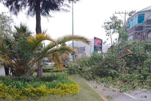 De acuerdo con el área de Protección Civil de Toluca, se han detectado 37 árboles más en riesgo de colapso