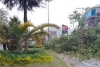 Cae árbol sobre carril de baja velocidad en Paseo Vicente Guerrero, Toluca