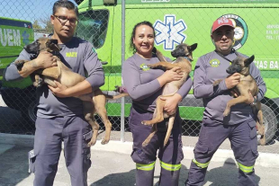 Se trata de dos hembras y un macho, los cuales actualmente están bajo un proceso de entrenamiento