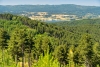 En sólo 10 años, los bosques europeos han perdido un tercio de su capacidad para absorber CO2