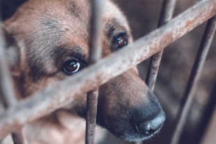 Toluca acumula 429 denuncias por maltrato animal; agosto, el mes más cruel