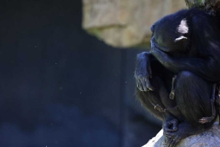 En 2018 la chimpancé ya había sufrido la muerte de otra cría