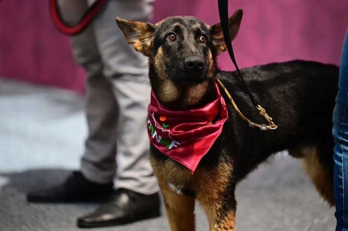 Las autoridades competentes estarán obligadas a generar una cultura del cuidado y tutela responsable de los animales domésticos.