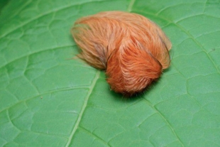 Una oruga de peluche, entre las más venenosas