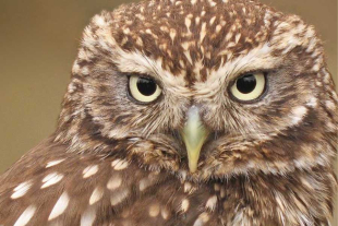 Como la mayoría de las especies de esta ave tienen un comportamiento de caza nocturno