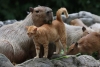 Una familia muy particular: grupo de capibaras adopta a un gatito abandonado