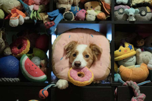 El equipo involucrado realizó un experimento para comprobar si perros de la raza Border Collie podrían ser capaces de unir un nombre nuevo a un objeto desconocido