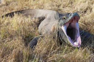 El color naranja de esos dientes era, en efecto, hierro