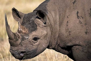 Erustus Kanga, director general del KWS, afirmó que este traslado marca un hito importante para reactivar nuevos frentes de conservación. 