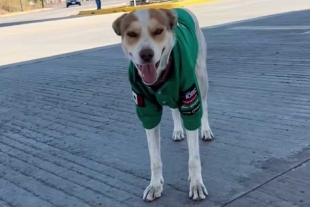 El peludo dejó atrás sus miedos y una vez que agarró confianza se unió al equipo para chambear con todo y uniforme