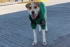 ¿De cuál va querer? Conoce a “Mailo”, el perrito que atiende una gasolinera en Oaxaca