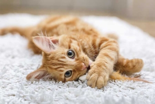 Durante el experimento, uno de los grupos recogió muestras de piel de cuatro fetos de gatos naranjas