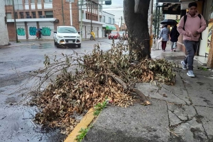 Dejan ramas tiradas tras podar árboles en Toluca